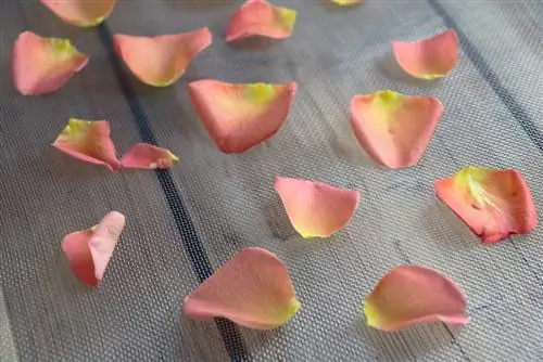 Rozen drogen met een droogrek