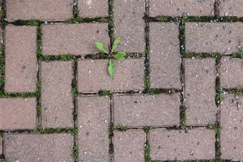 Brûler correctement les mauvaises herbes - Le brûlage est-il interdit ?