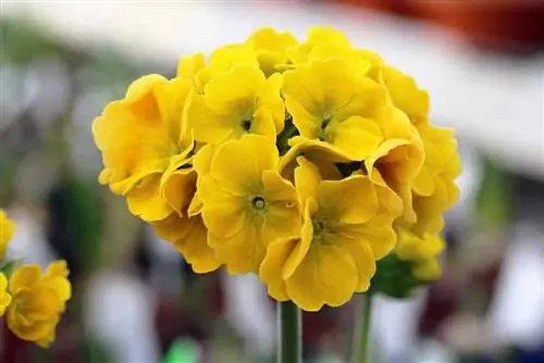 Auricula - Primula auricula