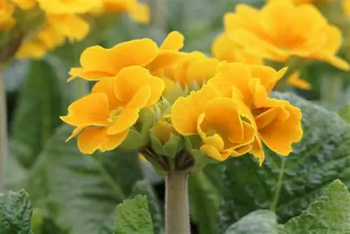 Auricula, Primula auricula - Bakım & Bahçe kulak kepçesinin yayılması