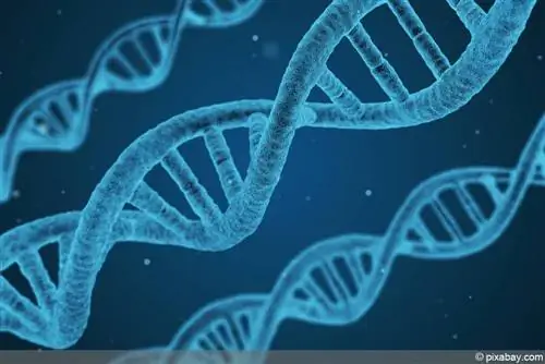 Meristemska proliferacija - definicija + navodila, kako to narediti sami