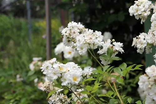 Všívaná ruža - Rosa multiflora