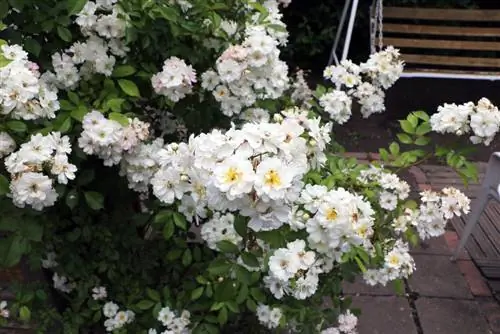 Rosa tufada, Rosa multiflora, Rosa multiflora - Cuidado & Corte