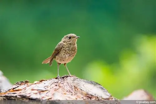 Robin young bird