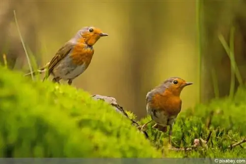 Robin - โปรไฟล์พร้อมรูปภาพ ฤดูผสมพันธุ์ และอาหาร