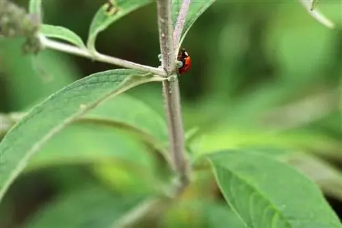 एक प्रकार का गुबरैला