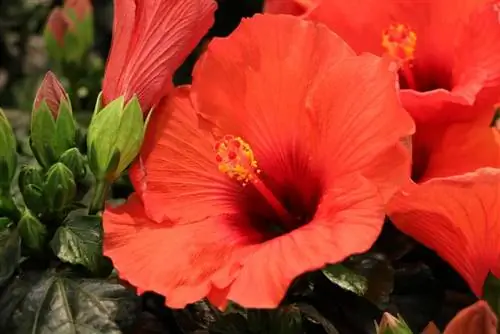 Pests on hibiscus - fight lice, beetles and spider mites