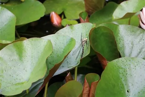 Water lily with dragonfly