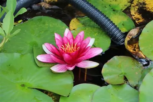 Water lilies Nymphaea