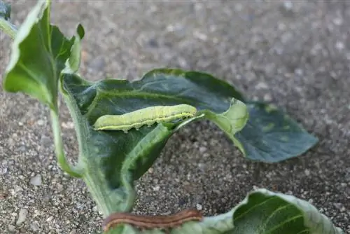 পোস্টিলিয়ন ক্যাটারপিলার