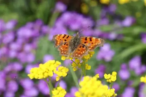 ¿Cómo y dónde pasan el invierno las mariposas? Toda la información sobre el invierno