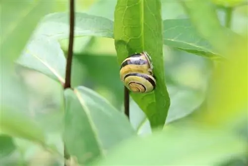 Bagaimana cara siput menahan musim dingin? Tempat siput berkeliaran