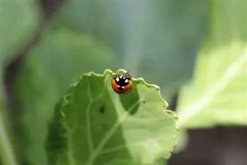 Ayudar/alimentar a las mariquitas que pasan el invierno: información sobre la hibernación