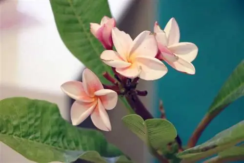 Water frangipani korrek & kunsmis - kunsmis vir plumeria / tempelboom