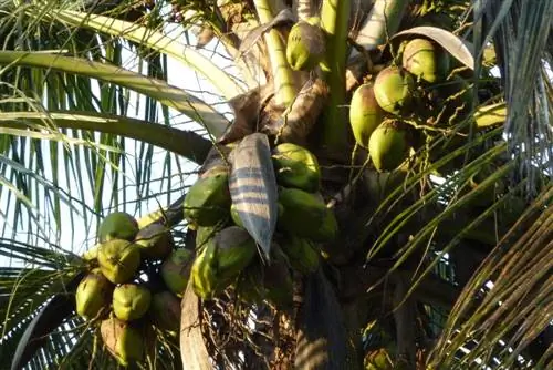 Solo de coco - Vantagens do substrato de coco para cultivo