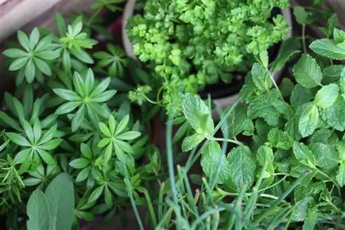 Mortar tray as a plant pot and herb bed