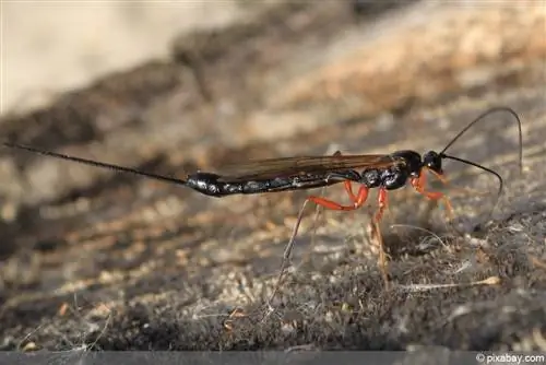 Parasitiese wesp