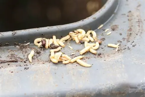 Asticots dans la cuisine - cela aide à lutter contre l'infestation d'asticots dans la maison