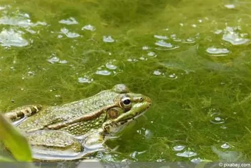 Algae in the garden pond with frog