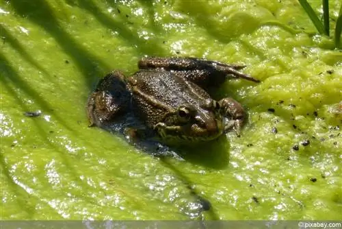 Algues a l'estany del jardí amb granota