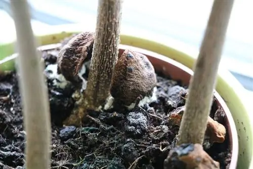 Is mold harmful on potting soil - tips to prevent it