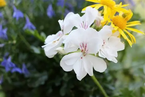 Geranium - Pelargonium pelargonium