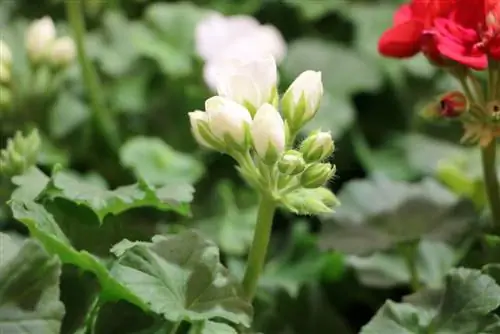 Fertilize geraniums perfectly - the best geranium fertilizers and home remedies