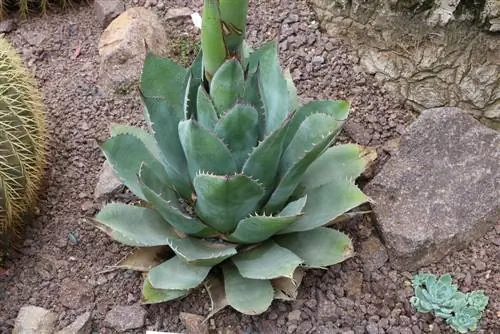 Agaves