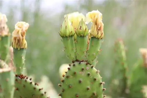 Fertilice los cactus adecuadamente - remedios caseros: haga su propio fertilizante para cactus