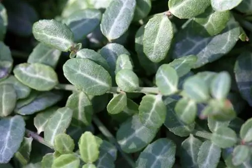 Arbusto del huso - euonymus