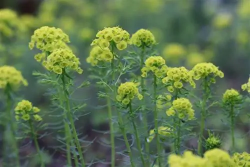 Spurge de ciprés - Euphorbia cyparissias