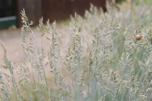 العكرش الأزرق - Festuca cinerea