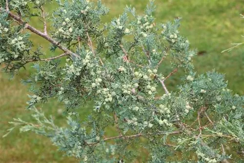 Cipresso blu, cipresso colonnare Columnaris: cura e taglio