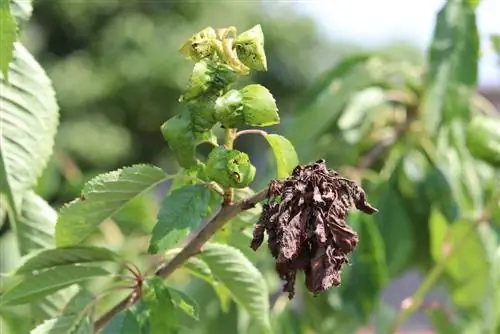 Pomme Malus Feu bactérien