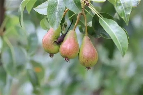 Peer - Pyrus brandroes