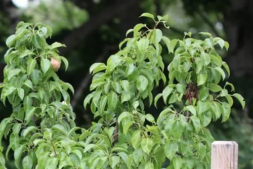 Fireblight: che cos'è? Potete riconoscerlo da queste foto