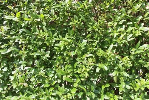 Privet shrub