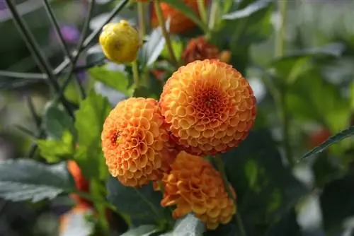 Bola dahlia - Dahlia hortensis - dibuahi dengan baik