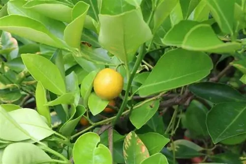 yuvarlak kamkat - Fortunella - Citrus japonica