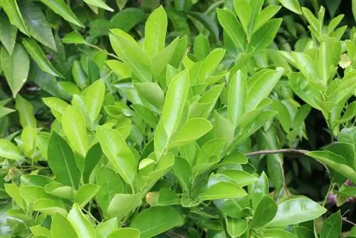 Kumquat loses leaves/flowers - which helps the kumquat tree