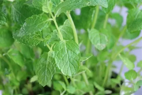 Moroccan mint