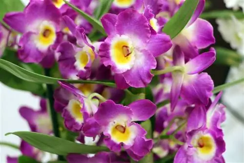 Orchidaceae dendrobium - ორქიდეა