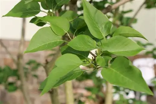 Potong bunga lilac