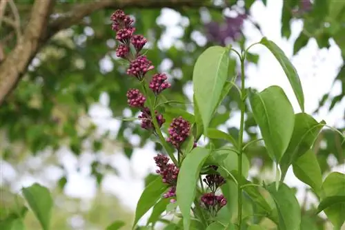 Lilac tree woody na halaman