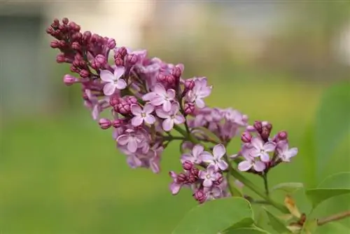 Cortando lilases - é assim que você rejuvenesce velhas árvores lilases