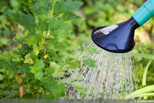 watering watering can