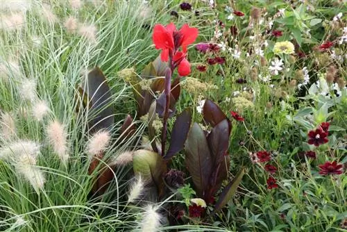 Canna - bloemenbuis