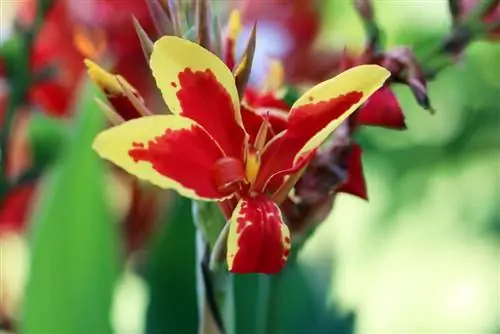 Canna - bloemenbuis