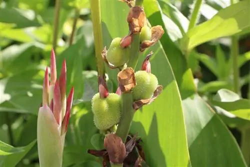 Canna - bloemenbuis