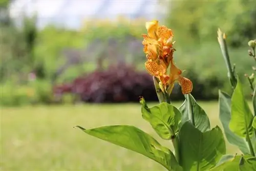 Hibernar Canna: así es como se hiberna la caña de flores india en una maceta